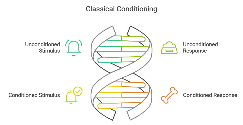 Key terms used in classical conditioning