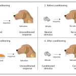 Operant Conditioning (Punishment and Reward theory) - Psychology