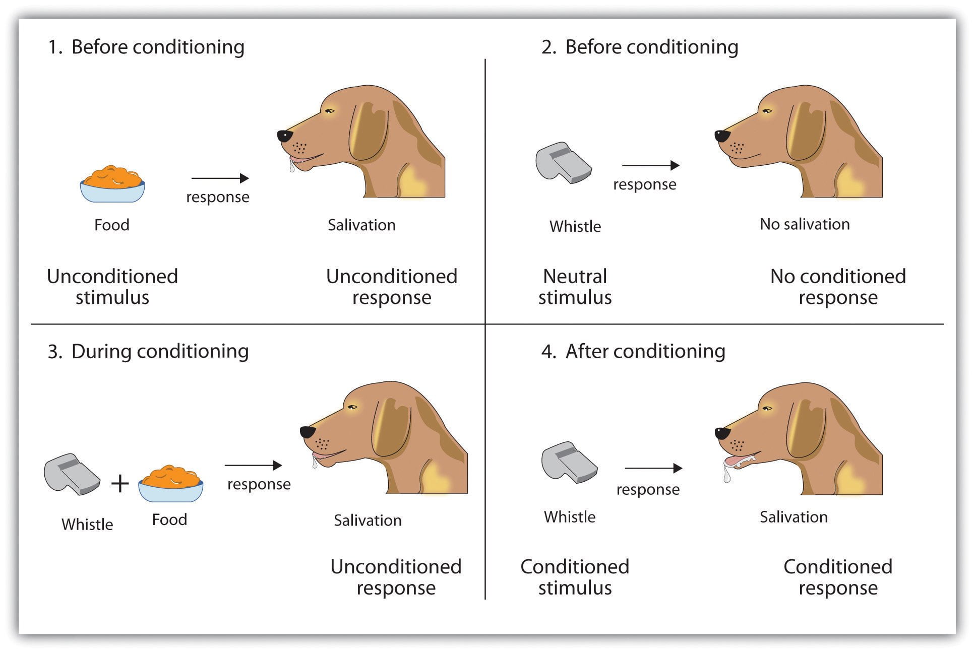 Classical Conditioning Or Stimulus Organism Response SOR 