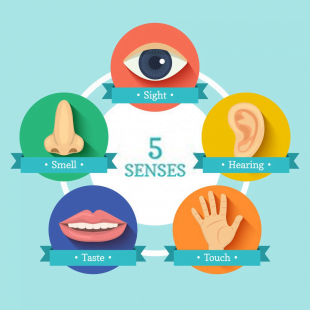 Infographic illustrating 5 senses